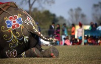 Gajah-gajah yang mengikuti kontes ini dipermak oleh pemiliknya agar terlihat cantik. REUTERS/Navesh Chitrakar.