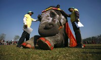 Juri menilai satu persatu gajah untuk menentukan pemenang dan yang berhak menyandang sebagai gajah tercantik di Chitwan, Nepal. REUTERS/Navesh Chitrakar.
