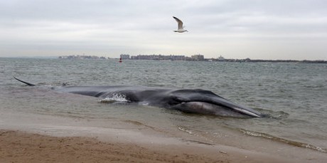 Paus Raksasa Langka Terdampar dan Mati di Pantai New York