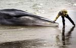 Paus Raksasa Mati Terdampar di Pantai New York