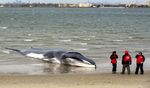Paus Raksasa Mati Terdampar di Pantai New York