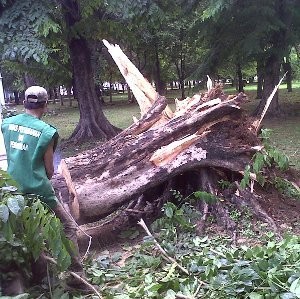 Tiga Taksi Ringsek Tertimpa Pohon di Monas