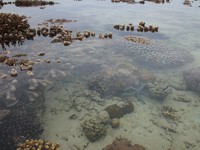 Terumbu karang menyembul ke permukaan ketika surut Terumbu karang menyembul ke permukaan ketika surut