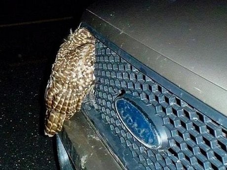 Burung Hantu Selamat Meski Ditabrak Pikap Berkecepatan 90 Km/Jam