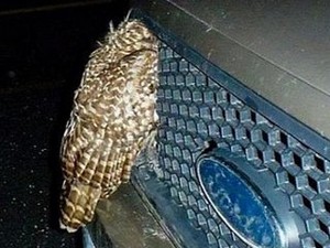 Burung Hantu Selamat Meski Ditabrak Pikap Berkecepatan 90 Km/Jam