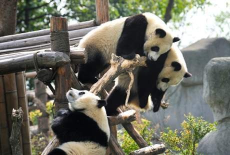 Darah Panda Bakal Jadi Bahan Antibiotik?