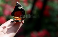     Selain mengoleksi berbagi jenis, kupu-kupu disini juga jinak para pengunjung dapat menyentuhnya.     