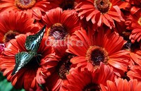 Butterfly Garden di bandara Changi telah dibuka sejak tahun 2008 lalu, sejak saat itu koleksi kupu-kupu dan flora yang ada di tempat tersebut terus bertambah.