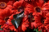 Di tempat ini berkeliaran 1.000 kupu-kupu dari berbagai jenis.