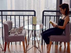 Kafe Kucing Akan Segera Dibuka di Inggris