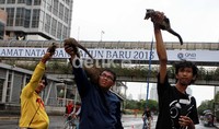 Musang Lovers saat gathering di Bundaran Hotel Indoensia, Jakarta, Minggu (6/1).