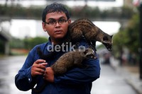 Pada acara tersebut mereka saling bertukar tips dan trik mulai dari cara menjinakkan sang Musang hingga merawatnya agar tetap sehat dan bersih.