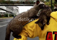 Para pecinta hewan Musang yang tergabung dalam komunitas Musang Lovers Indonesia bermain dengan musang jenis pandan peliharaannya saat gathering di Bundaran Hotel Indoensia, Jakarta, Minggu (6/1).