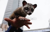 Pada acara tersebut mereka saling bertukar tips dan trik mulai dari cara menjinakkan sang Musang hingga merawatnya agar tetap sehat dan bersih.