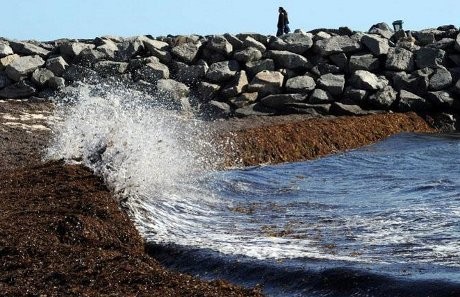 Hiiii..! Potongan Kepala Manusia Ditemukan di Pantai Australia