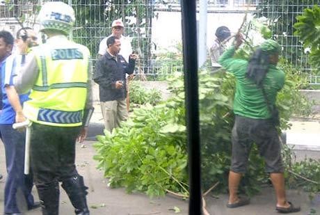 Pohon Tumbang di Kalibata Timpa 2 Mobil