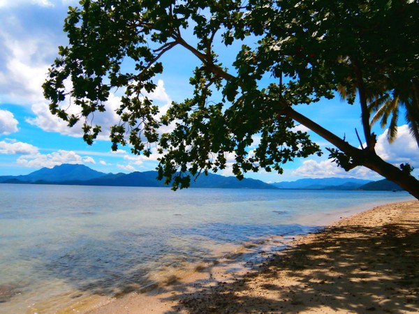 Rayuan Pohon Kelapa Di Pantai Klara Lampung