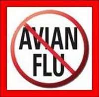 Vaksin Flu Burung untuk Itik Diedarkan di Jateng Awal Februari