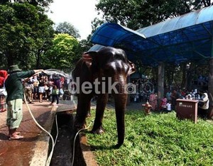 4 Gajah Liar Dekati Permukiman di Rohul Riau, 2 Gajah Jinak Dikerahkan