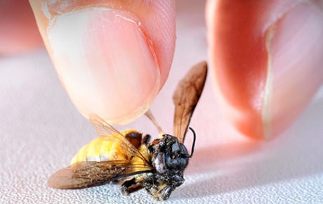 Tragis! Bocah 4 Tahun Tewas dengan 55 Luka Sengatan Lebah