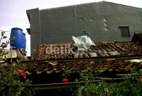 Seorang warga membetulkan atap rumahnya yang rusak diterjang puting beliung.