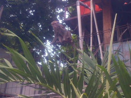 Hap! Baron Si Monyet Ngamuk Palmerah Berhasil Ditangkap Hidup