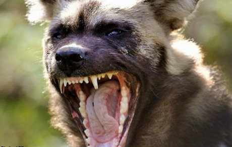 Bertambah Korban Tewas Serangan Anjing Liar Di Meksiko Jadi 5 Orang