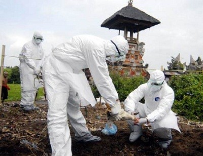 Pemerintah Klaim Masih Sanggup Kendalikan Kasus Flu Burung