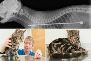 Telan Antena TV 12 Cm, Kucing Ini Jalani Operasi