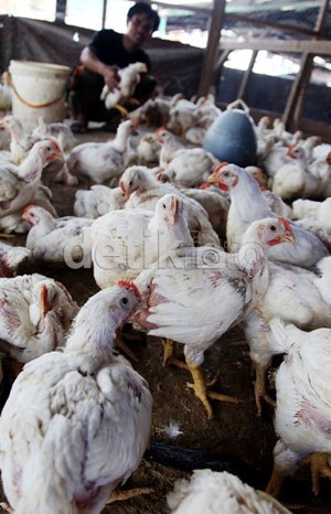 Gara-gara Ayam Berkelahi di Dapur, Rumah Nursina Nyaris Ludes Terbakar