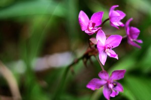 Orchid