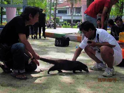 Ajang Kumpul Para Pecinta Musang