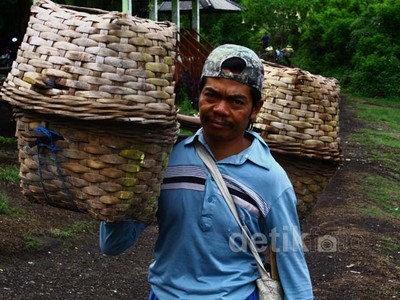 Wisata Ijen Ditutup, Penambang Belerang Tetap Bekerja