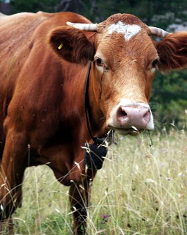 Inilah 5 Daging Hewan yang Lebih Berprotein daripada Sapi!