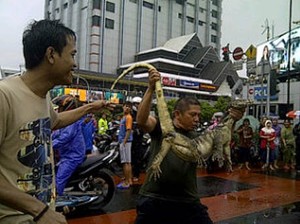 Hii.. Ada Biawak di Tengah Banjir Kawasan Sarinah dan Menteng