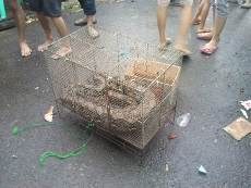 Setelah Biawak di Thamrin, Kini Muncul Ular Piton di Banjir Benhil