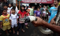 Warga menunjukkan ular sanca yang ditangkap di sebuah selokan di Jalan Kebon Manggis, Jakarta Timur.