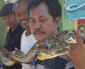 Sanca Pemangsa Burung Ditangkap Warga
