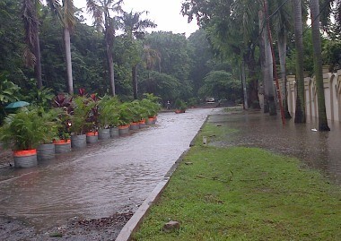 Kawasan Sunter Banjir, Warga: Ngeri Binatangnya, Mas