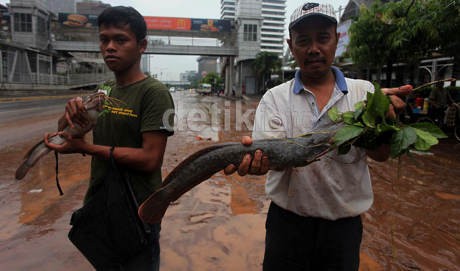 Seru! Berburu Ikan Lele di Sisa Banjir Jl MH Thamrin