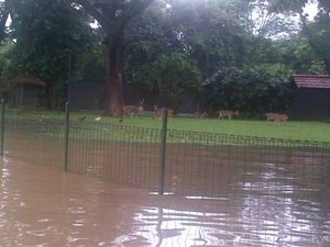 Serunya! Rusa di Taman Perumahan Elite Kemang Pratama pun Asyik Bermain Banjir