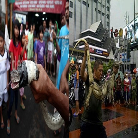 4 Hewan Liar yang Mengejutkan Warga Saat Banjir