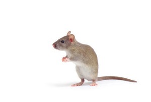 Leptospirosis, Penyakit Kencing Tikus yang Menghantui Saat Banjir
