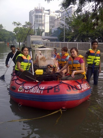 Kisah Evakuasi Banjir Warga Pluit dengan 8 Anjingnya