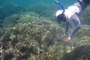 Siladen, Primadona di Bunaken