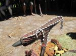 Oleh-oleh Asli Papua, Dari Kopi Sampai Kalung Taring Babi