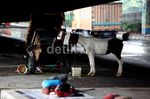 Kuda Delman Diungsikan di Kolong Jembatan
