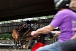 Kuda Delman Diungsikan di Kolong Jembatan
