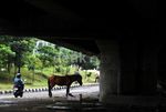 Kuda Delman Diungsikan di Kolong Jembatan