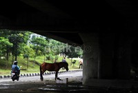 Kolong jembatan yang berada di perempatan Cempaka Putih, tepatnya di Jalan Jend. Ahmad Yani, selain tempat pengungsian warga, juga dijadikan tempat pengungsian kuda.